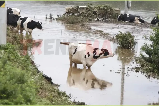 South Korea Reels from Deadly Floods and Landslides