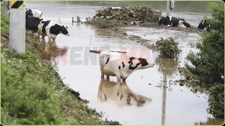 South Korea Reels from Deadly Floods and Landslides