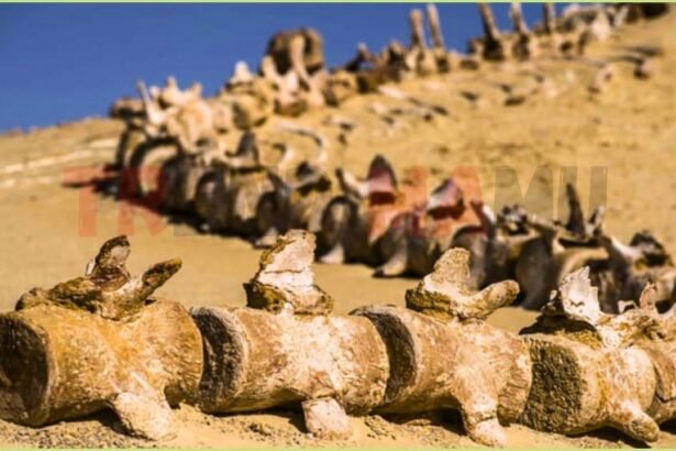 Whale Fossils in Sahara Show Ancient Legs and Toes