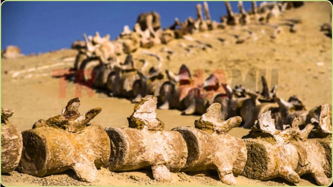 Whale Fossils in Sahara Show Ancient Legs and Toes