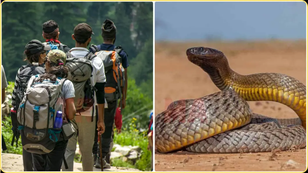 Hikers Tragic Death After Venomous Snake Bite
