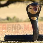 Hikers Tragic Death After Venomous Snake Bite