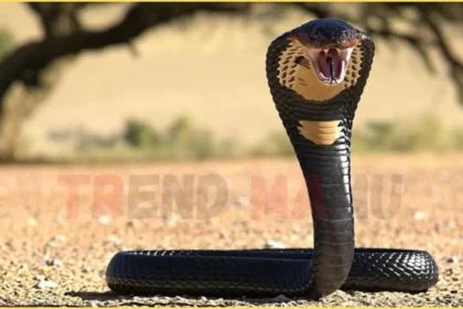Hikers Tragic Death After Venomous Snake Bite