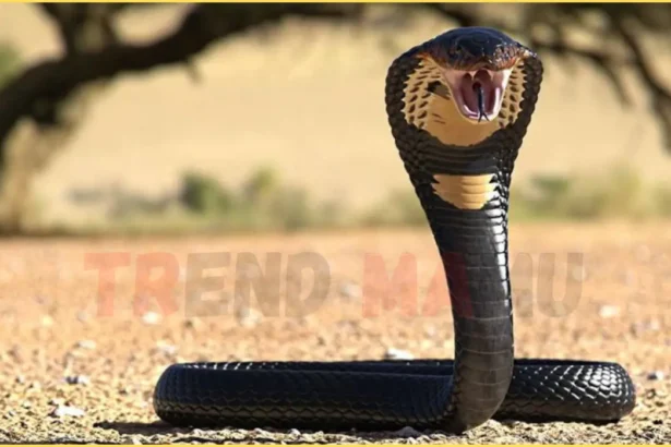 Hikers Tragic Death After Venomous Snake Bite