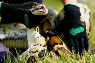 Robot Rabbits Hunt Deadly Pythons in Florida Everglades