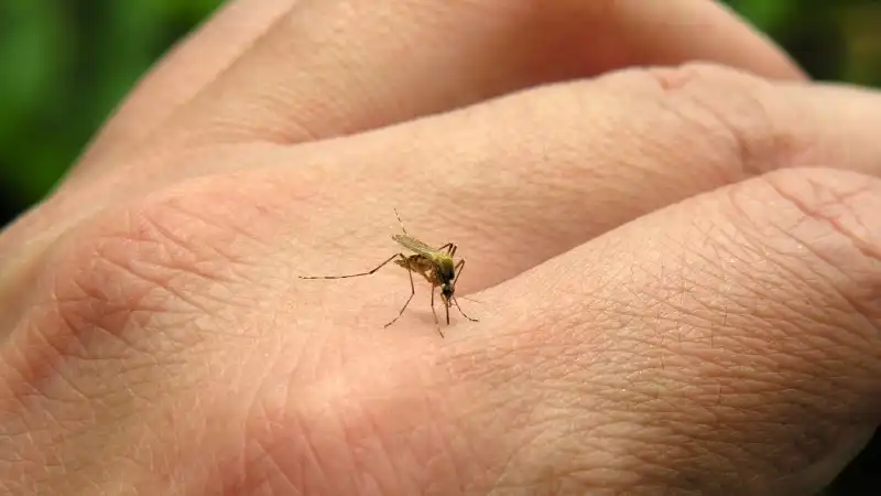 China Alarming Chikungunya Outbreak