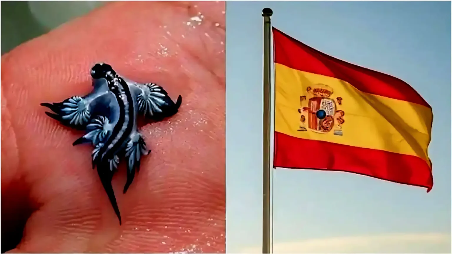 Blue Dragons Invade Spain Beaches