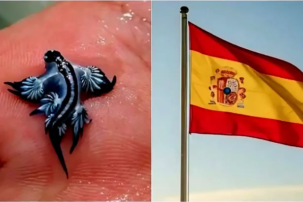 Blue Dragons Invade Spain Beaches
